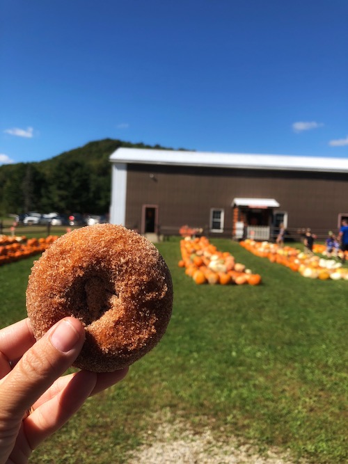 pumpkin donut fresh out of the fryer at pumpkinville in western ny