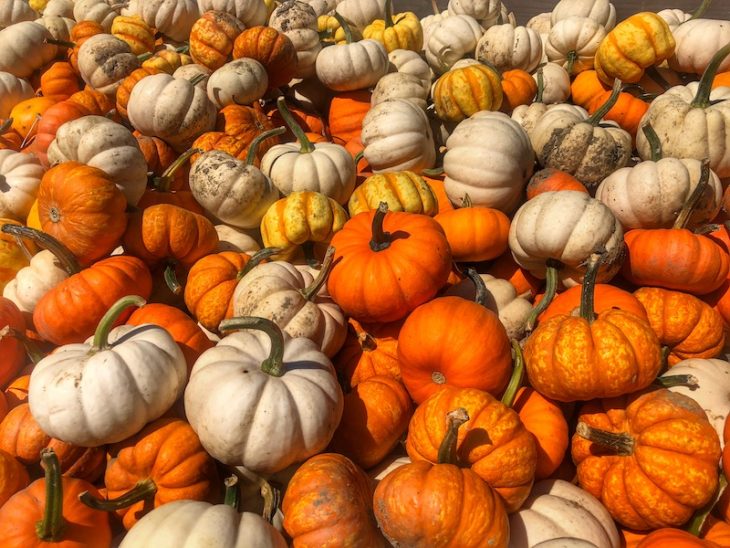 Pumpkinville fall family fun