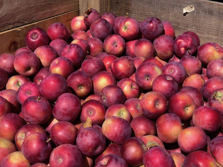 bushels of apples at pumpkinville in western ny