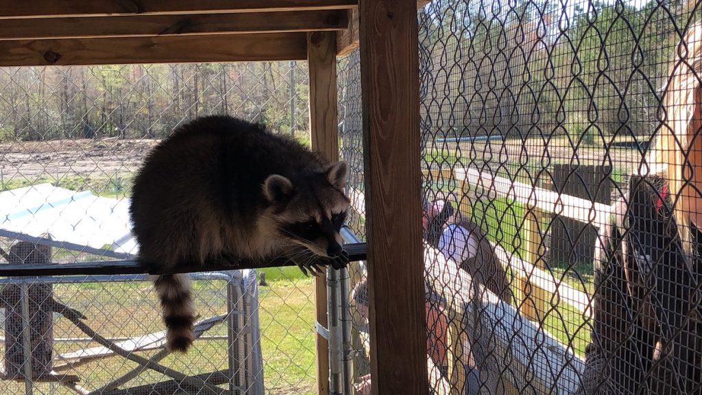 trash panda at gator country