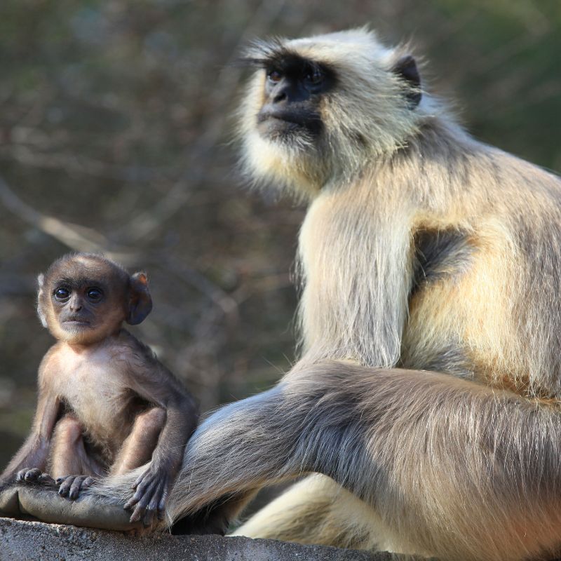 Ranthambore National Park