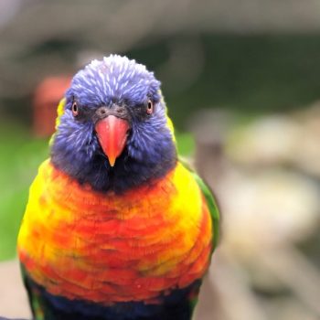 Riverbanks Zoo & Gardens 1