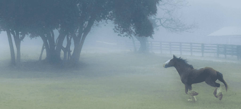 Visit Oconee Clydesdale Horses