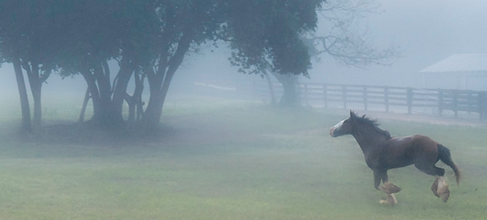 Visit Oconee Clydesdale Horses 