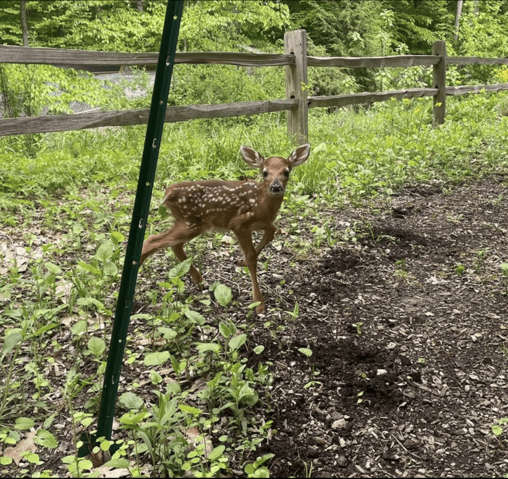 (c)Blandford Nature Center