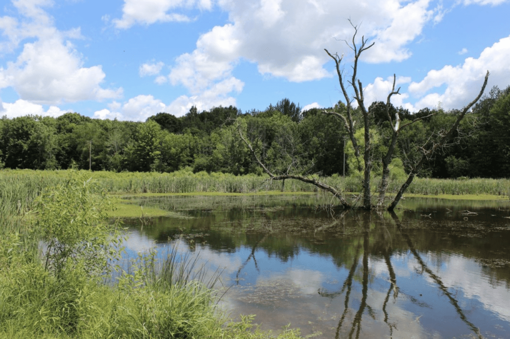 (c)Blandford Nature Center