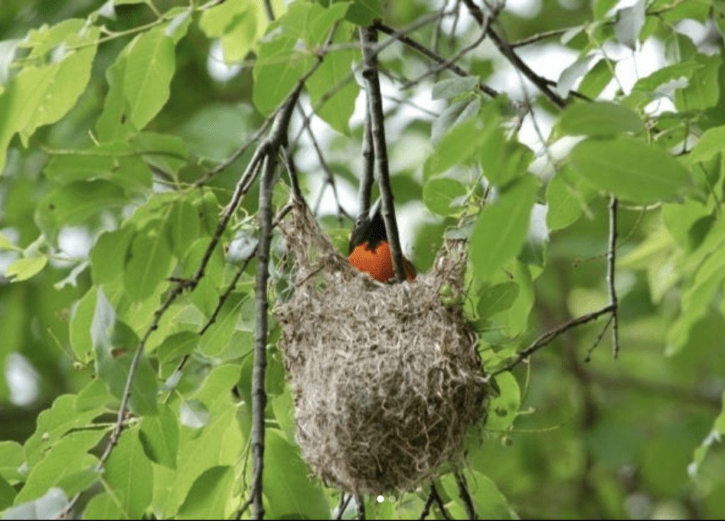 (c)Blandford Nature Center