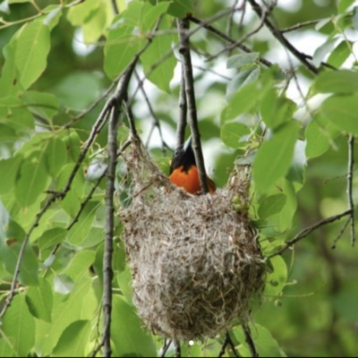 (c)Blandford Nature Center