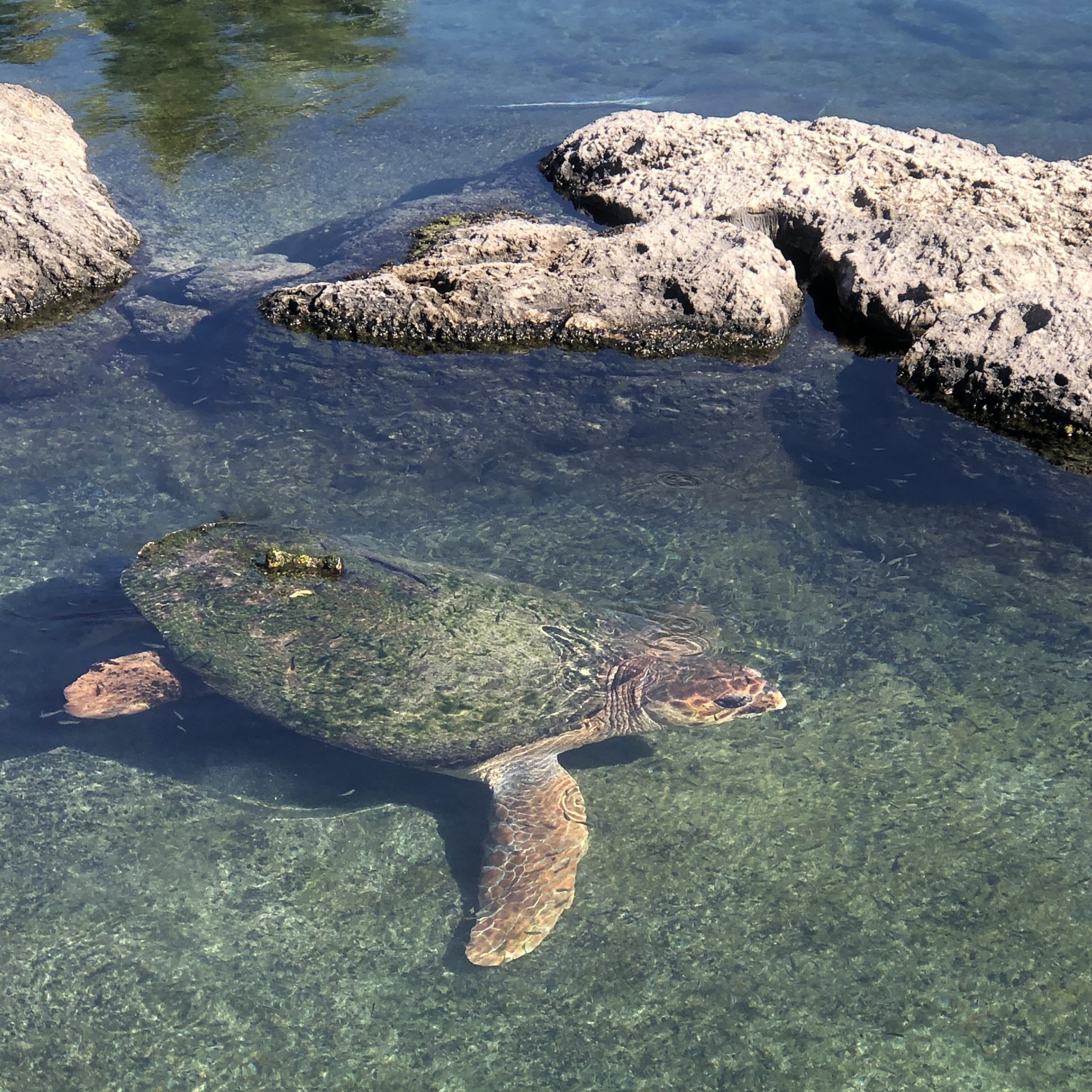 Sea Turtle swiming in the Lagoon at the Florida Oceanographic Society