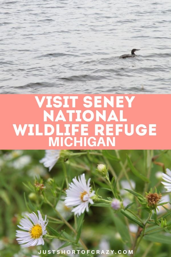 Seney national wildlife