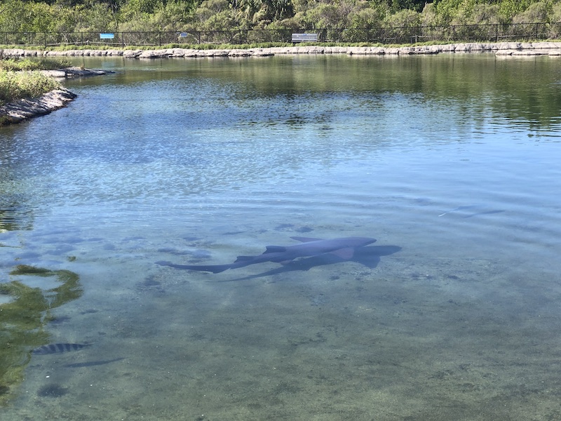 Shark swimming in the Florida Oceanographic Society Lagoon