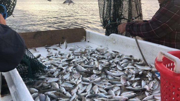 shrimping onslow county nc