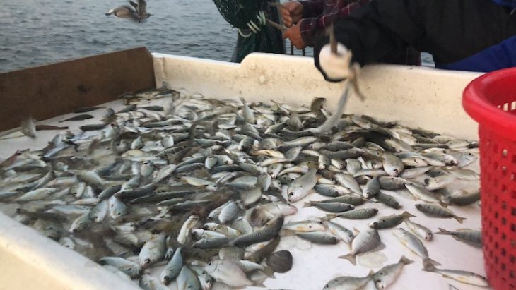 Shrimping Onslow County NC