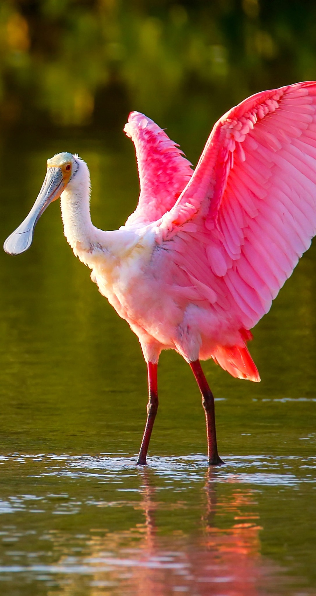 Spoonbill (c) VisitKingslandGeorgia