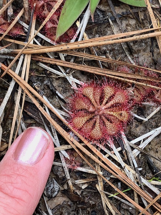 sundew plant at big thicket national park