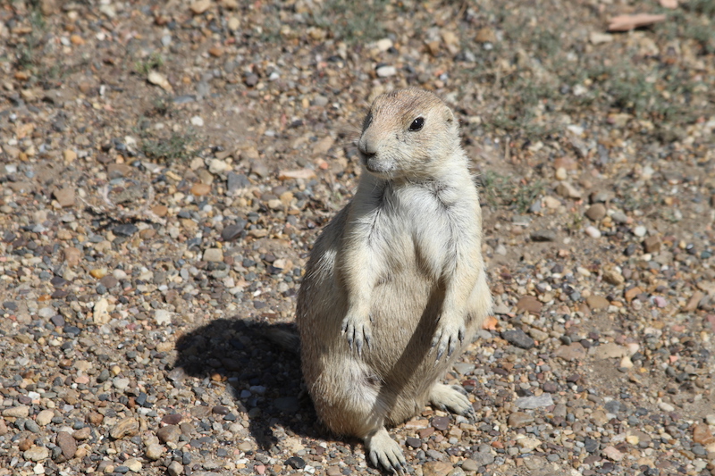 Prairie Dog sitting up looking towards the camera in a Prairie Dog Town at Theodore Roosevelt National Park