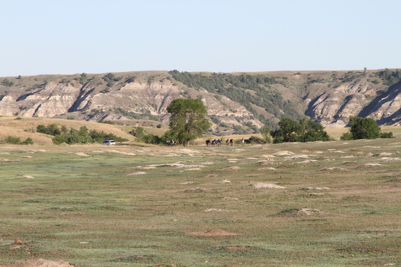 Prairie Dog Town in Theodore Roosevelt National Park with a herd of wild horses in the back ground