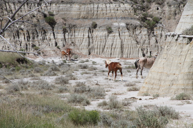 Wild horses in a canyon at theodore roosevelt national park