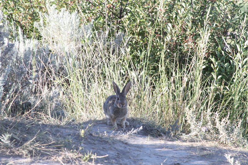 rabbit in the tall grass at theodore roosevelt national park