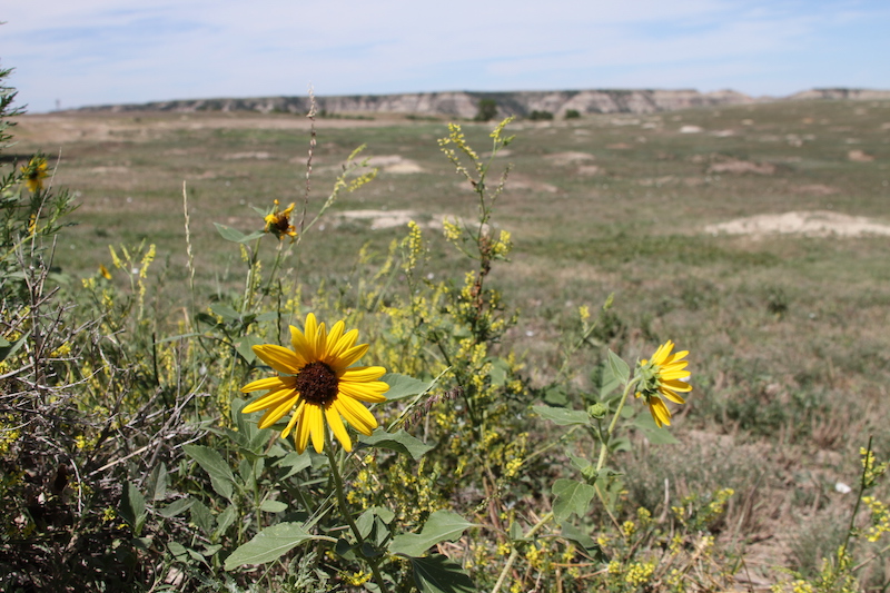 Yellow wildflowers up close with scenic landscape behind at Theodore Roosevelt National Park