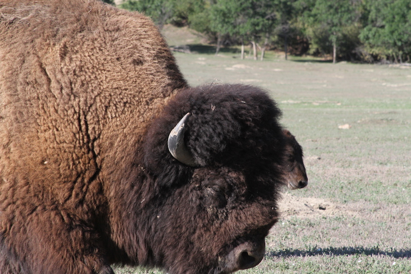 Up close of a buffalo at Theodore Roosevelt National Park