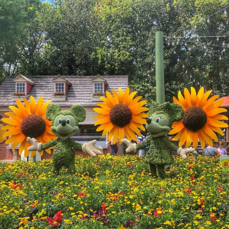 Topiary Disney Flowers Epcot Mickey and Minnie with sunflowers