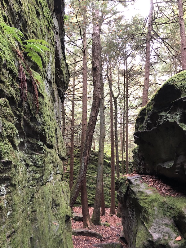 Trees and Rocks