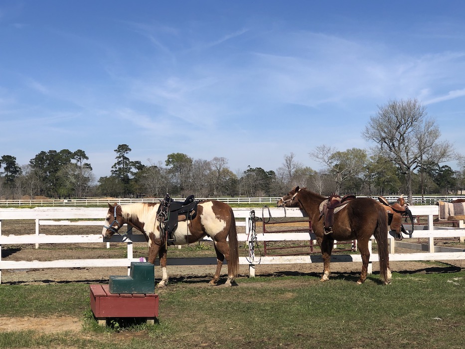 Tyrell Stables in beaumont tx