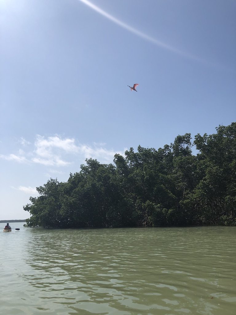 everglades kayak