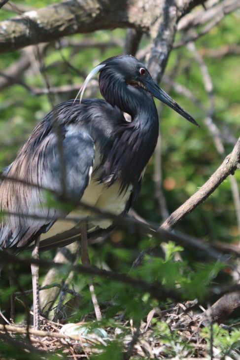 birding in SW Louisiana