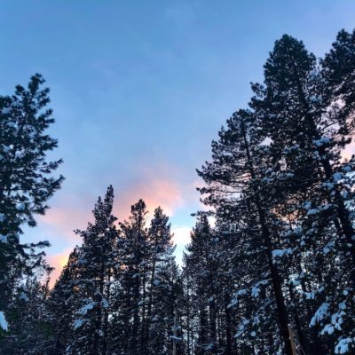 winter in california, tall pine trees reaching towards the dark blue sky at sunset by cristina_glebova