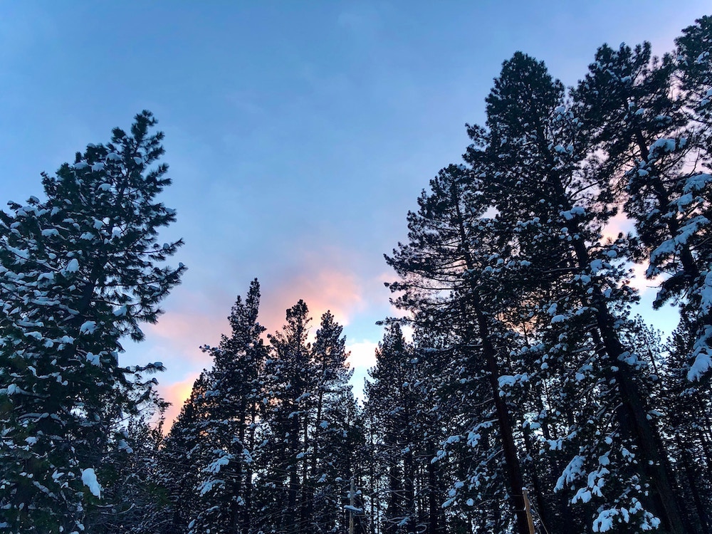 winter in california, tall pine trees reaching towards the dark blue sky at sunset by cristina_glebova