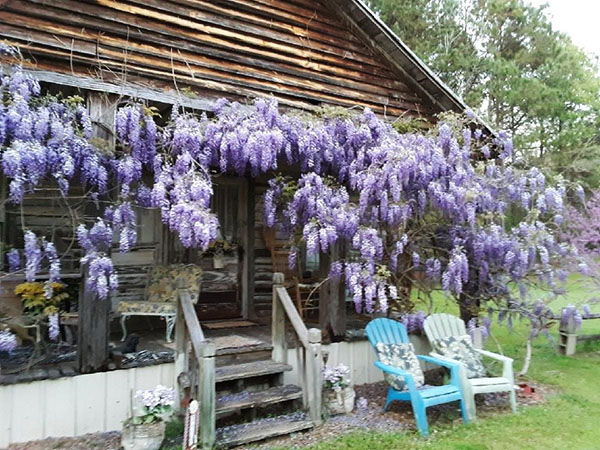 Wisteria Cottage