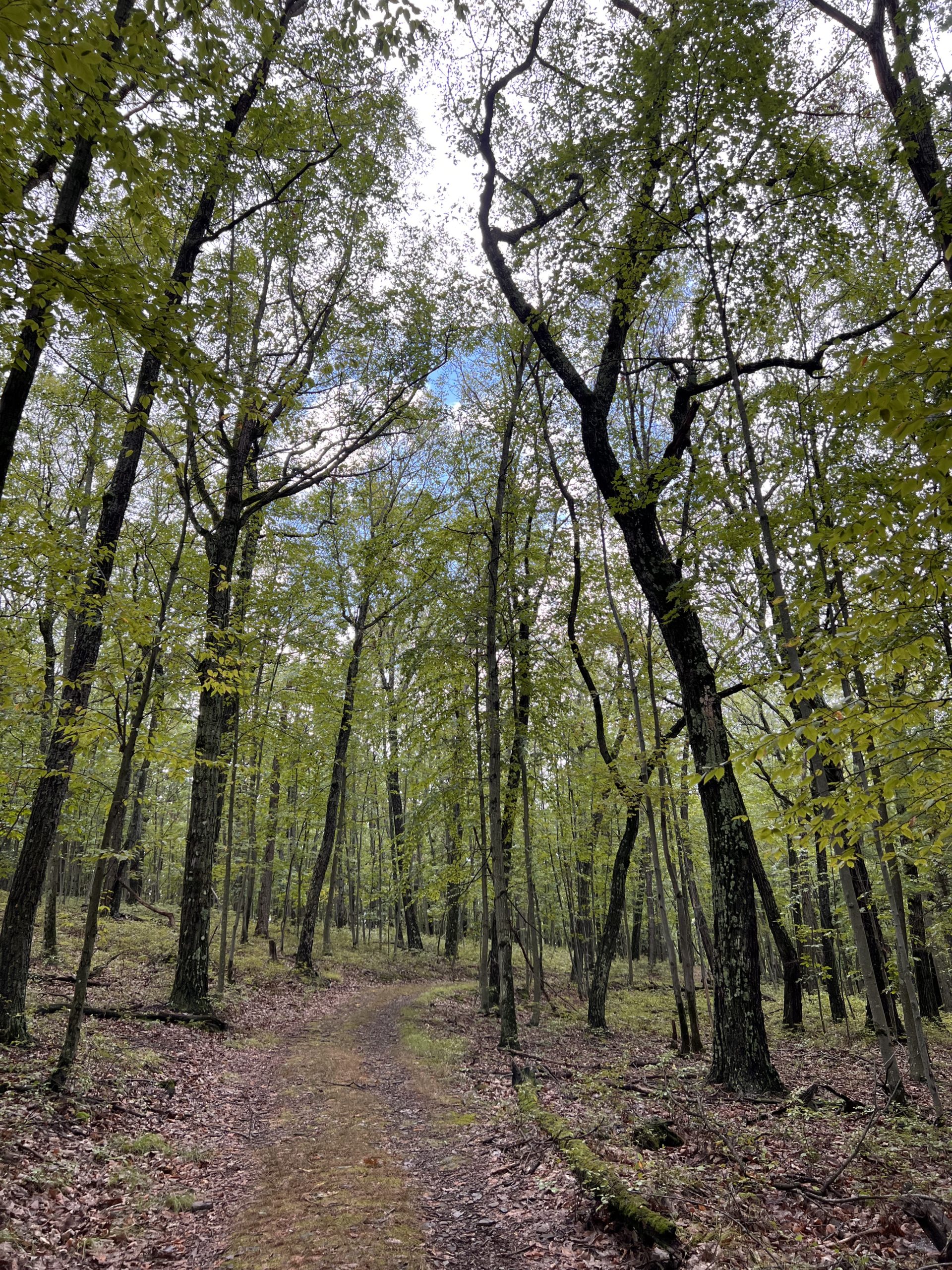 Tanglewood Nature Center NY