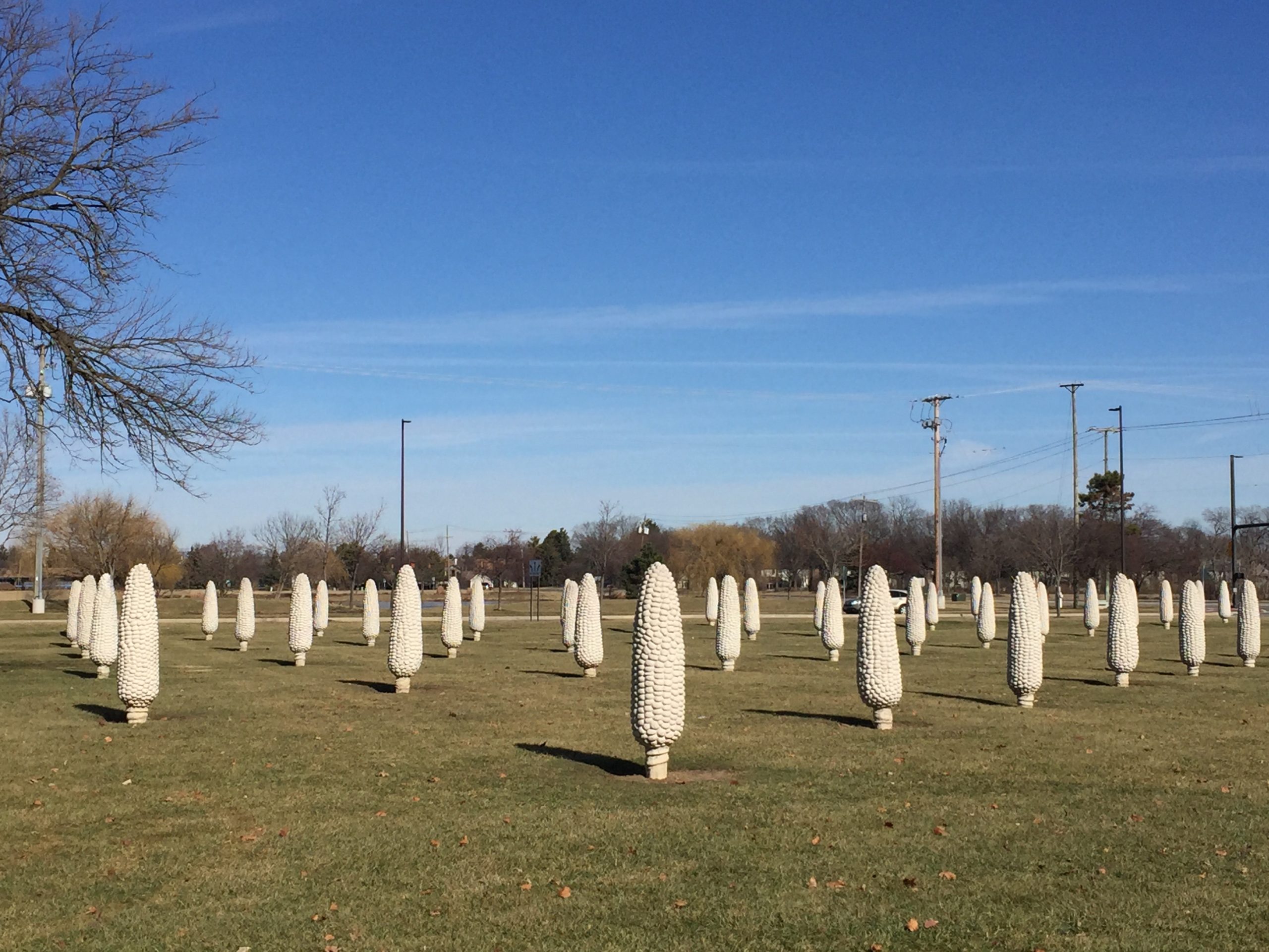 Worlds Largest Field of Corn Cobs Dublin Oh