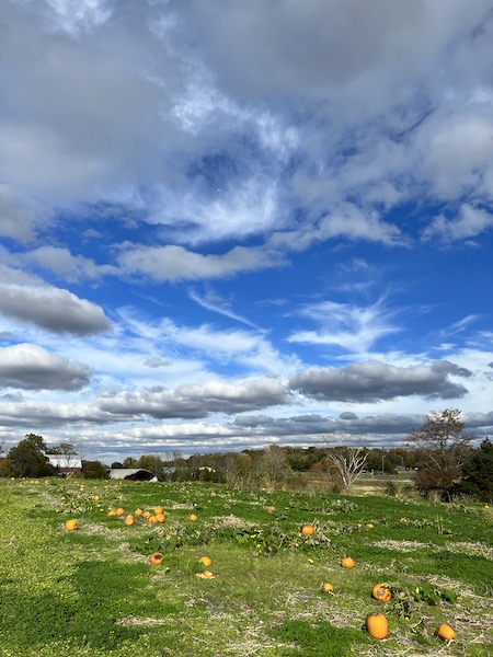 Yankey Farm