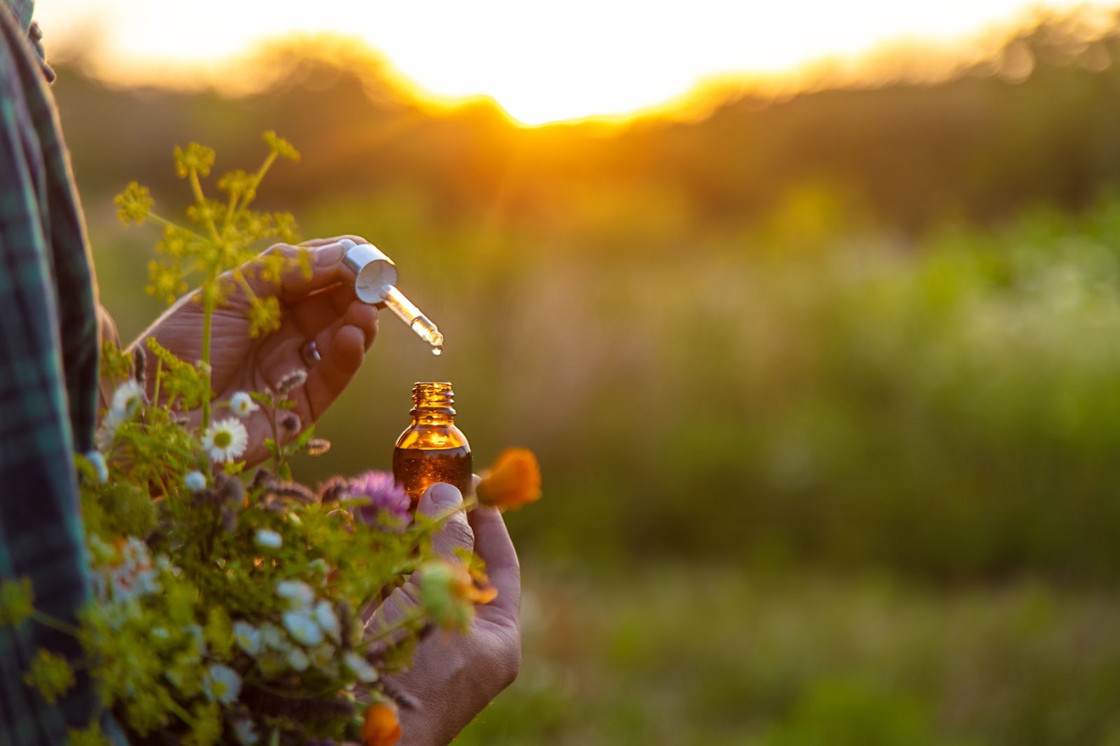 a-man-collects-medicinal-herbs-in-a-field