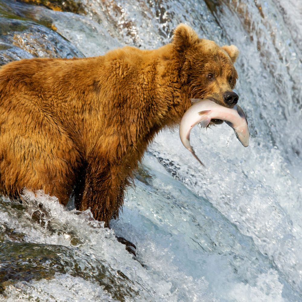 alaska bear catching fish by AlexSuloev. Wildlife Safari in Alaska.