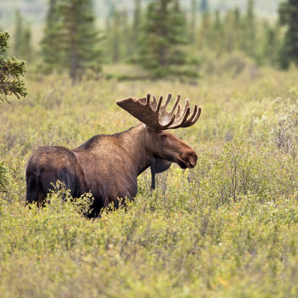 alaska moose by Heidrich.