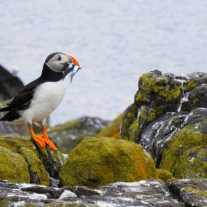 Wildlife Safari in Alaska: A Chance to See Alaska’s Wildlife in Their Natural Habitat