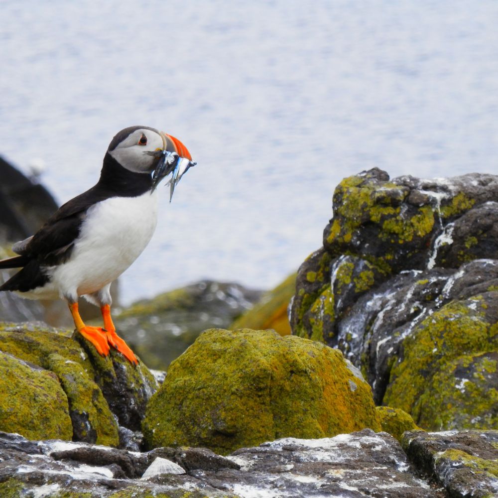 alaska puffin by DesignFife.