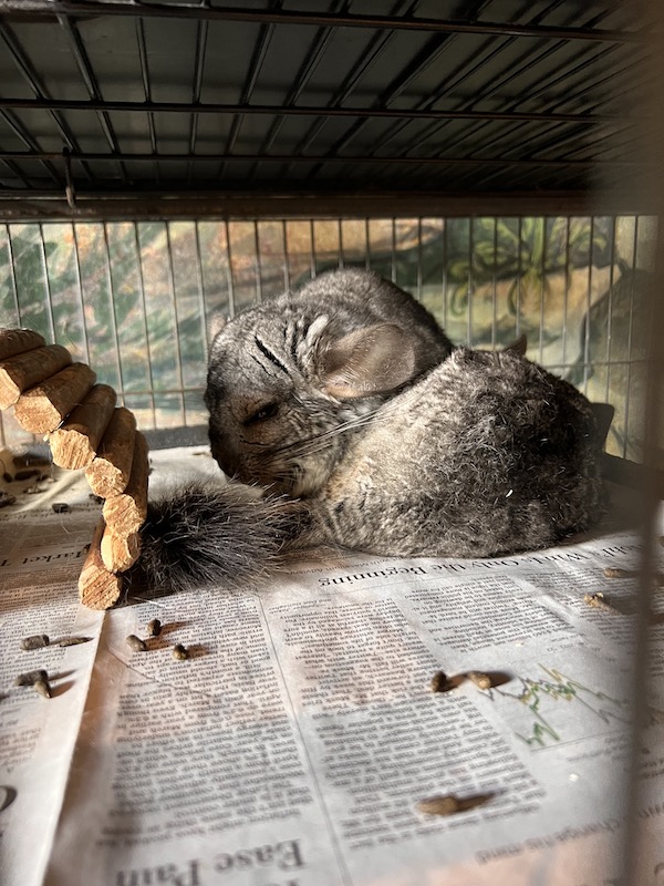 Animals at the Tanglewood Nature Center