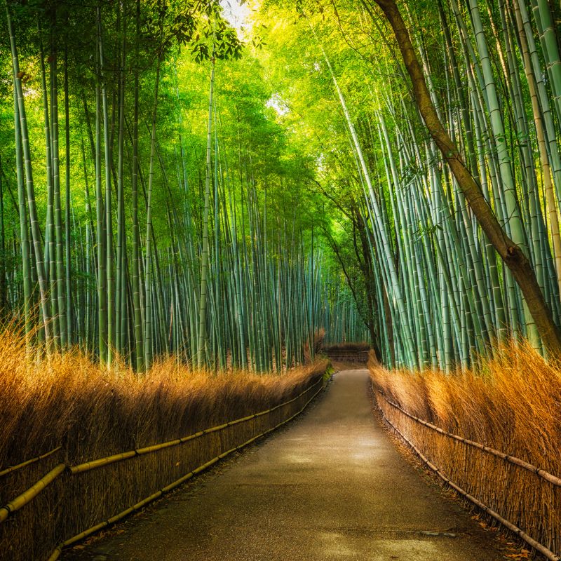 bamboo grove