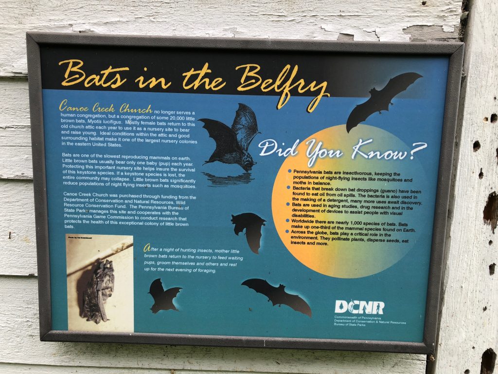 bats in the belfry canoe creek state park