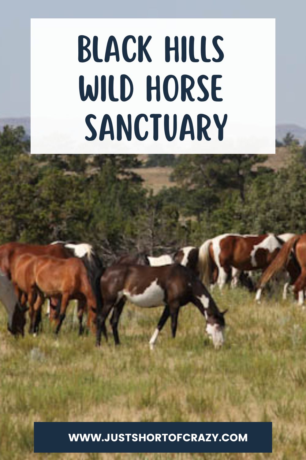 black hills wild horse sanctuary