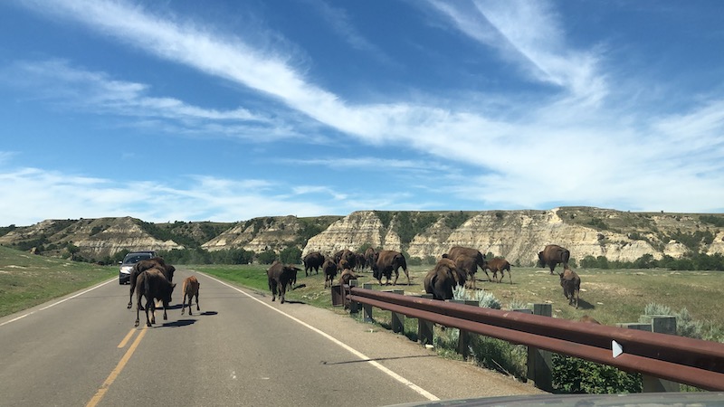 Herd of buffalo in and along the road at theodore roosevelt national park