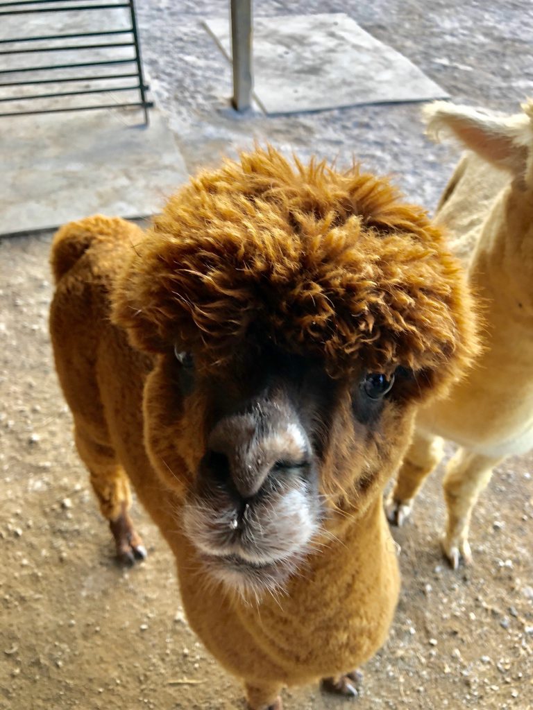 butler county alpaca