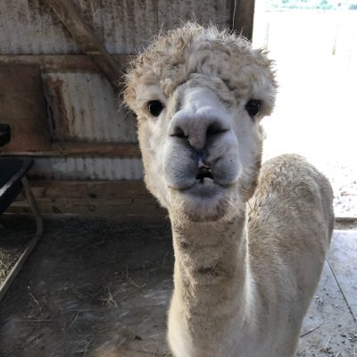 west park alpacas