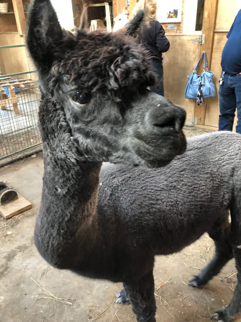 west park alpaca