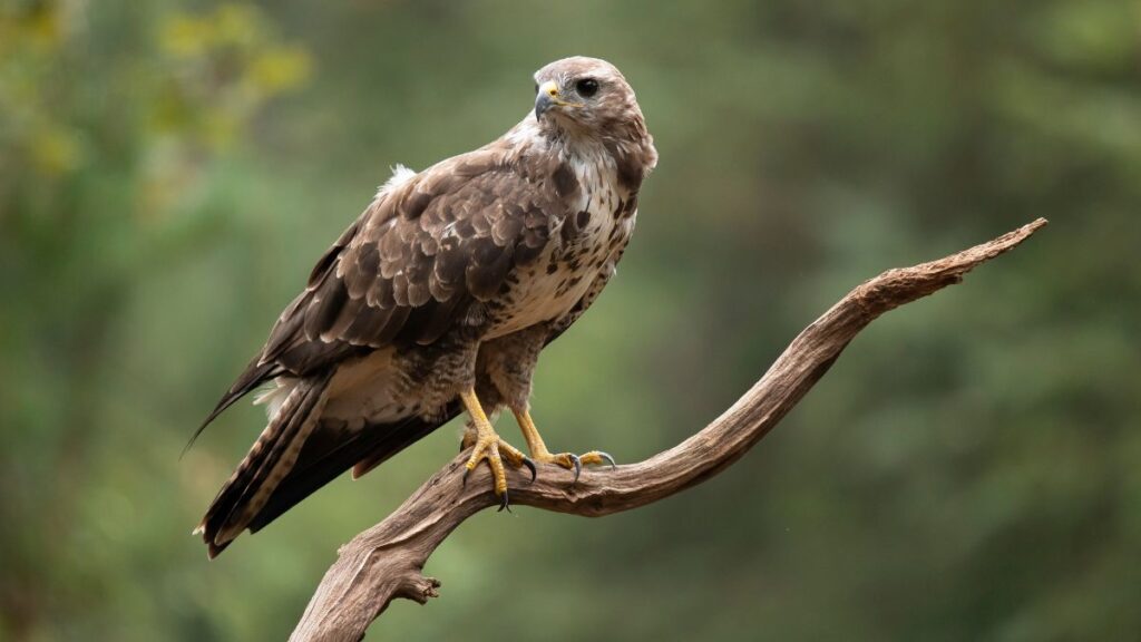 buzzard festival